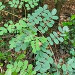 Adenanthera pavonina Leaf