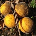 Citrus trifoliata Fruit