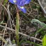 Moraea mediterranea Flower