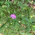 Agalinis purpurea Flor