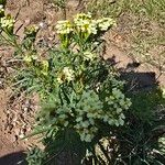 Tagetes minuta Blüte