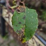 Pyrus cordata Folha