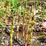 Equisetum sylvaticumLeaf