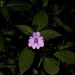 Impatiens platypetala Flower