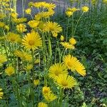 Doronicum caucasicum ശീലം