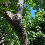 Salix nigra বাকল
