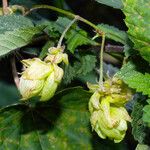 Humulus lupulus Flower