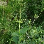 Scrophularia alpestris Habit