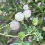 Trifolium tomentosumŽiedas