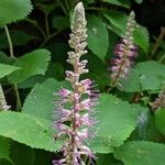 Comanthosphace stellipila Flower