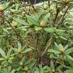 Rhododendron yakushimanum Habit