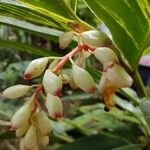 Alpinia zerumbet 花