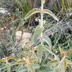 Buddleja aromatica