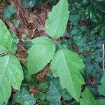 Toxicodendron diversilobum Hostoa