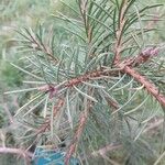 Picea breweriana Leaf