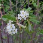 Prunus pensylvanica Flower