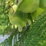 Jacaranda mimosifolia Fruto