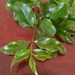 Strychnos spinosa Blatt