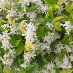 Trachelospermum jasminoides Kvet