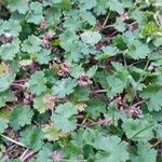 Geranium rotundifolium Frunză