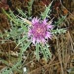 Atractylis humilis Flower