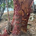 Arbutus xalapensis Schors