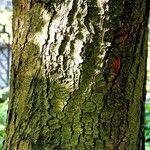 Aesculus hippocastanum 樹皮
