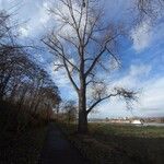 Populus nigra Yeri