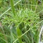Seseli peucedanoides Hoja