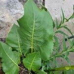 Silphium terebinthinaceum Leaf