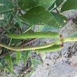Vigna luteola Frukto