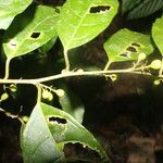 Cestrum microcalyx Ffrwyth