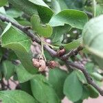 Ehretia amoena Hoja