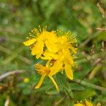 Hypericum maculatumLorea