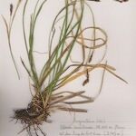 Carex sempervirens Libunga