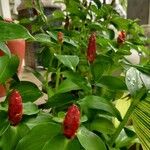 Costus woodsonii Flower