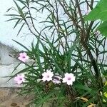 Ruellia simplex Floare