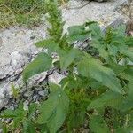 Amaranthus retroflexus Лист