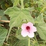 Pavonia urens फूल