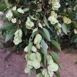 Hymenocardia ulmoides Fruto