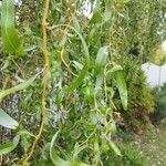 Salix babylonica Foglia