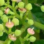 Cayratia japonica Kvet
