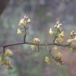 Polystachya ramulosa Flower