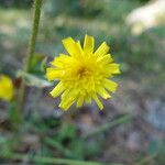 Hieracium amplexicaule 花