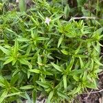 Houstonia longifolia Hoja