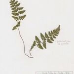 Asplenium obovatum Leaf