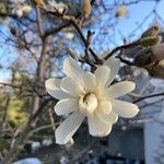 Magnolia stellata Flower