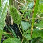 Acalypha alopecuroidea Flower