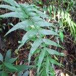 Asplenium daucifolium Fulla