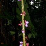 Miconia trichocalyx Diğer